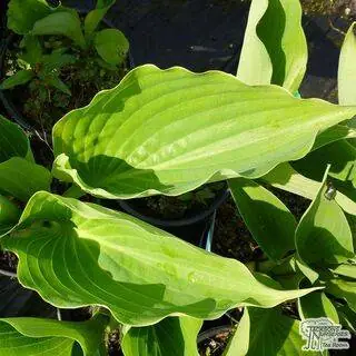 Buy Hosta Sum and Substance (Plantain Lily) online from Jacksons Nurseries