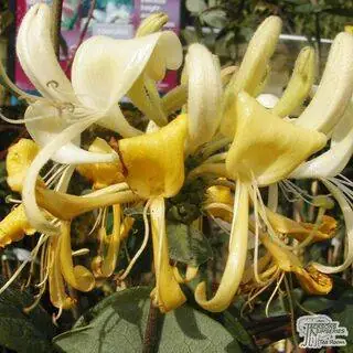 Buy Lonicera x CAPRILA Ever Inov42 online from Jacksons Nurseries