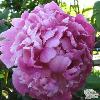 Buy Paeonia lactiflora Sarah Bernhardt (Peony) online from Jacksons Nurseries