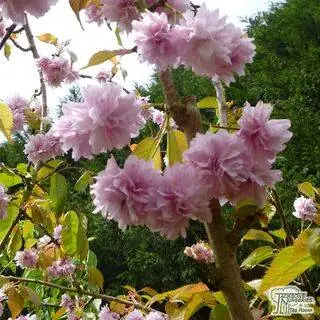 Buy Prunus Kiku shidare-zakura (Cheal's Weeping Cherry) online from Jacksons Nurseries