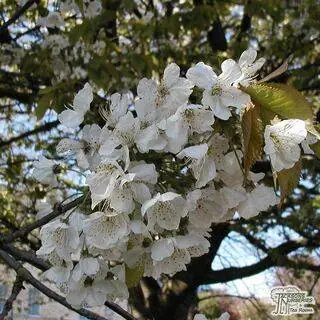 Buy Prunus serrulata Tai Haku (Hill Cherry) online from Jacksons Nurseries