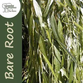 Buy Salix x sepulcralis Chrysocoma Golden Weeping Willow 40-60cm 1+1 Bare Root online from Jacksons Nurseries