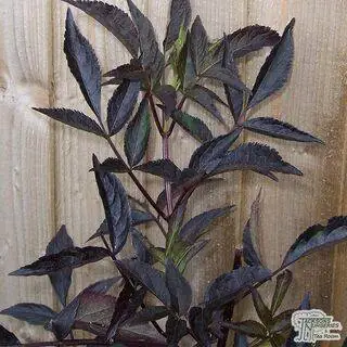 Buy Sambucus nigra f. porphyrophylla 'Gerda' (syn Black Beauty) online from Jacksons Nurseries