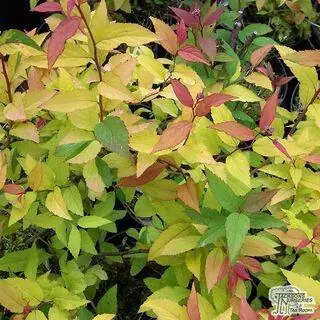 Buy Spiraea japonica Goldflame (Hardhack) online from Jacksons Nurseries