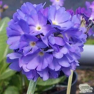 Buy Primula denticulata (Drumstick Primula) online from Jacksons Nurseries