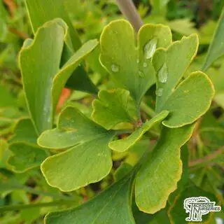 Buy Ginkgo biloba 'Fastigiata Blagon' online from Jacksons Nurseries.