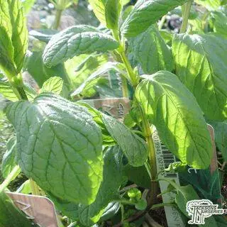 Buy Mentha piperita (Bergamot) in the UK.