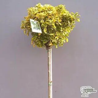 Buy Euonymus japonicus 'Elegantissimus Aureus' Lollipop (Japanese spindle) online from Jacksons Nurseries.