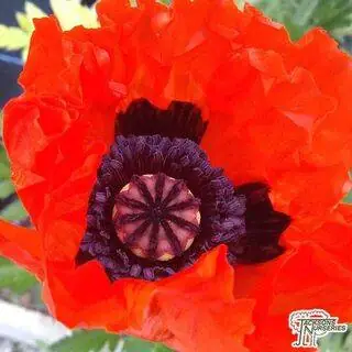 Buy Papaver-orientale Beauty of Livermere (Oriental Poppy)in the UK