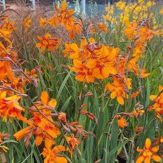 Buy Crocosmia 'Firestar's Lava' online from Jacksons Nurseries.