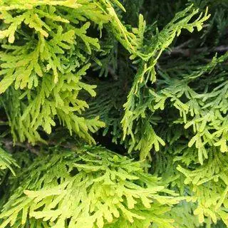 Buy Thuja occidentalis jantar (White Cedar) online from Jacksons Nurseries.