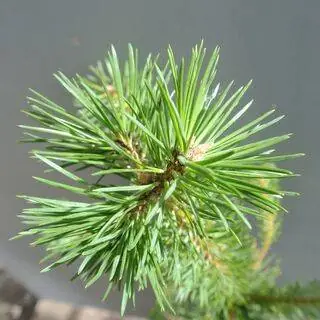 Buy Pinus sylvestris (Scots Pine) online from Jacksons Nurseries.