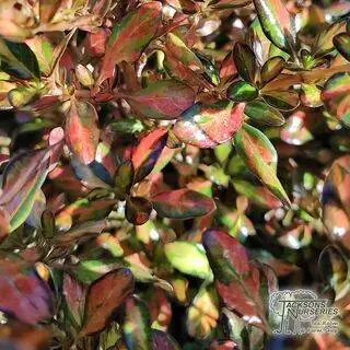 Buy Coprosma 'Evening Glow' online from Jackson's Nurseries.