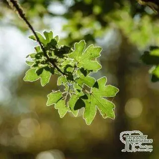 Buy Acer Campetre (Field Maple) online from Jacksons Nurseries.