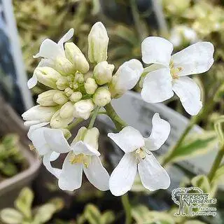 Arabis ferdinandii coburgi old gold online from Jacksons Nurseries.