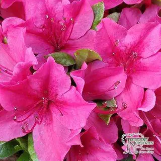 Buy Azalea Geisha red (Evergreen Dwarf Japanese Azalea) online from Jacksons Nurseries.