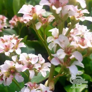 Buy Bergenia Silberlicht (Elephants Ears (silverlight)) online from Jacksons Nurseries.