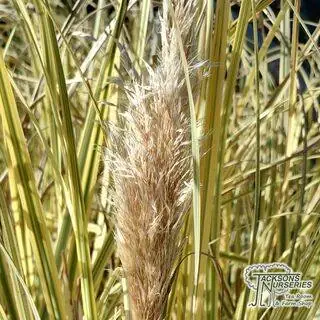 Buy Cortaderia selloana Splendid Star (Pampas Grass) online from Jacksons Nurseries.