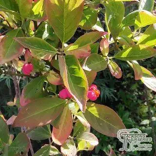 Buy Euonymus alatus (Evergreen Bittersweet) online from Jacksons Nurseries.