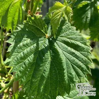 Buy Humulus lupulus 'Prima Donna' (Dwarf Golden Hop) online from Jacksons Nurseries.