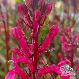 Buy Lobelia speciosa 'Rose Princess' online from Jacksons Nurseries.