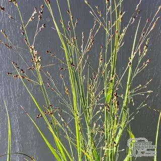 Buy Panicum virgatum Heavy Metal (Switch grass) online from Jacksons Nurseries.