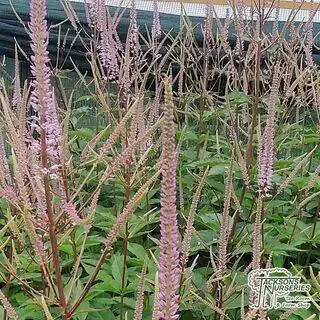 Buy Veronicastrum virginicum f. roseum (Culver's root) online from Jacksons Nurseries.