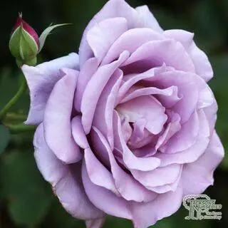 Buy Rose 'Waltz Time' online from Jacksons Nurseries.