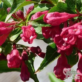 Buy Weigela All Summer Red (Weigela) online from Jacksons Nurseries.