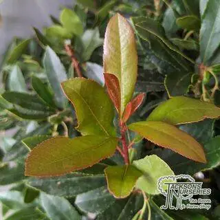 Buy Arbutus unedo online from Jacksons Nurseries.