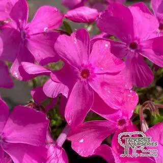 Buy Phlox mcdaniels cushion (Creeping Phlox) online from Jacksons Nurseries.