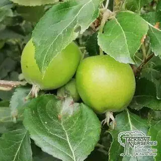 Buy Apple - Malus domestica Christmas Pippin online from Jacksons Nurseries.