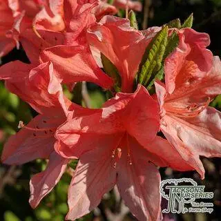 Buy Azalea Speks Orange (Deciduous Hybrid Azalea) online from Jacksons Nurseries.