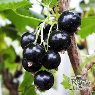 Buy Blackcurrant - Ribes nigrum Ben Connan online from Jacksons Nurseries.