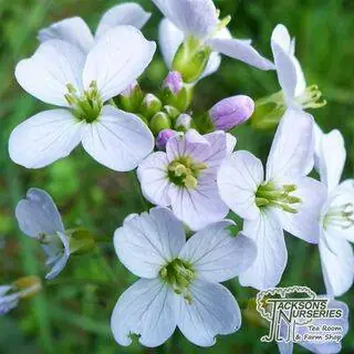 Buy Cardamine Pratensis online from Jacksons Nurseries.