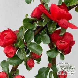 Buy Chaenomeles speciosa scarlet storm online from Jacksons Nurseries.