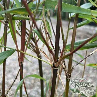 Buy Fargesia 'Asian Wonder' (Umbrella Bamboo) online from Jacksons Nurseries.