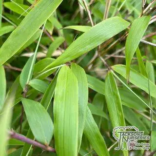 Buy Fargesia murieliae Rufa (Fountain bamboo) online from Jacksons Nurseries.