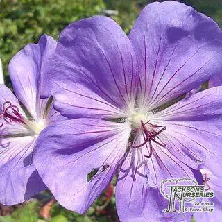 Buy Geranium Rozanne (Gerwat) online from Jacksons Nurseries.