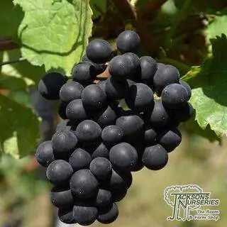 Buy Grape - Vitis vinifera 'Boskoop Glory'  online from Jacksons Nurseries.