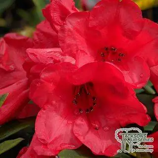 Buy Rhododendron ‘Elizabeth’ online from Jacksons Nurseries.