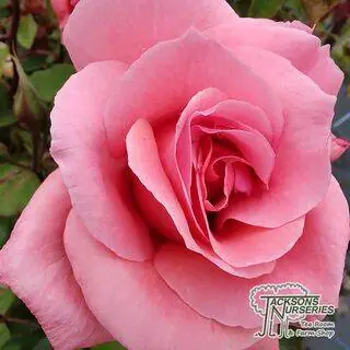 Buy Rosa Blessings (Hybrid Tea Rose) online from Jacksons Nurseries.