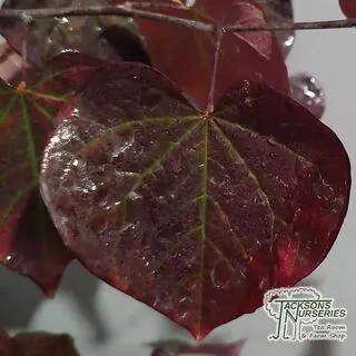 Buy Cercis canadensis 'Ruby Falls' (Redbud) online from Jacksons Nurseries.