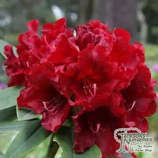 Buy Rhododendron x hybrid 'Black Magic' online from Jacksons Nurseries.