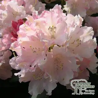 Buy Rhododendron Dreamland (Yakushimanum Rhododendron) online from Jacksons Nurseries.