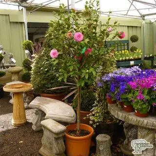 Buy Camellia japonica Pink/Red online from Jacksons Nurseries