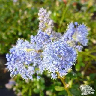 Buy Ceanothus thyrsiflorus var. repens (Creeping Blueblossom) online from Jacksons Nurseries.