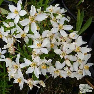 Buy Choisya x dewitteana White Dazzler (Mexican Orange Blossom) online from Jacksons Nurseries