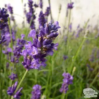 Buy Lavandula angustifolia Hidcote (Lavender) online from Jacksons Nurseries