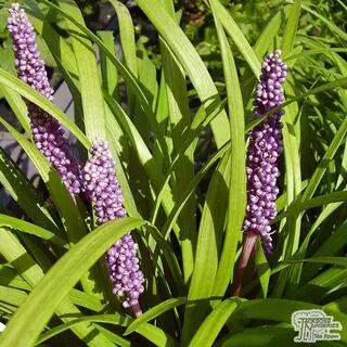 Buy Liriope muscari Big Blue (Big Blue Lily-turf) online from Jacksons Nurseries.